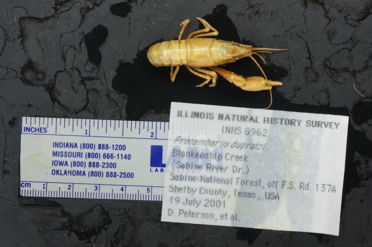 Procambarus dupratzi image